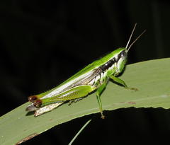 Oxya hyla