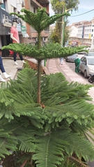 Araucaria heterophylla