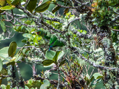 Red-Faced Parrot photo 2