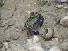 Metopograpsus frontalis