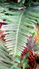 Araucaria heterophylla