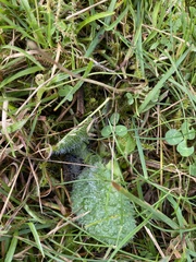 Pilosella aurantiaca