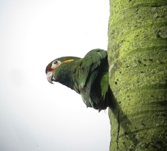 Golden-Plumed Parakeet photo 3