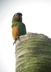 Golden-Plumed Parakeet photo 4