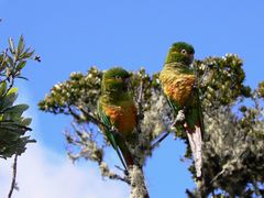 Golden-Plumed Parakeet photo 5