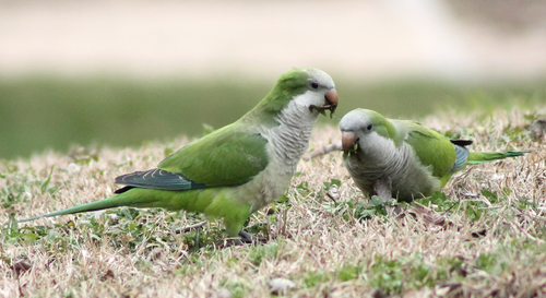 Foto de Monk Parakeet