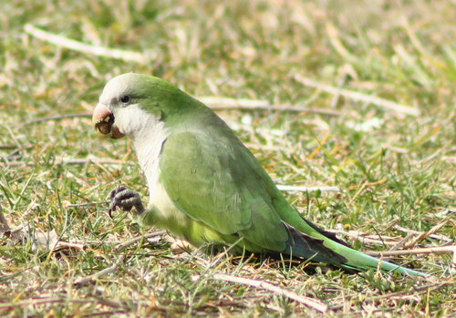 Monk Parakeet, photo 6 of 7