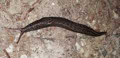 Limax maximus