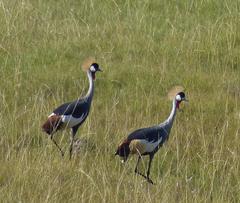 Balearica regulorum regulorum