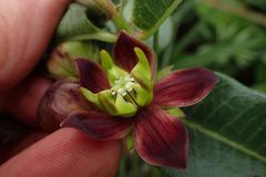 Pachycarpus concolor