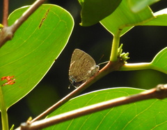 Arhopala athada