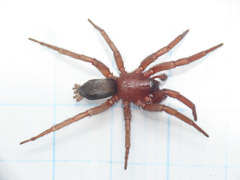 Scotophaeus scutulatus