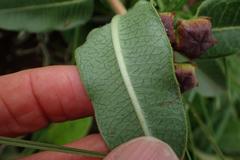 Pachycarpus concolor