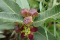 Pachycarpus concolor