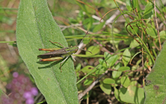 Stenobothrus rubicundulus