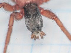 Scotophaeus scutulatus