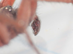 Scotophaeus scutulatus