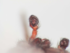 Scotophaeus scutulatus