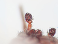 Scotophaeus scutulatus