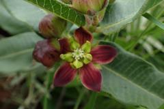 Pachycarpus concolor