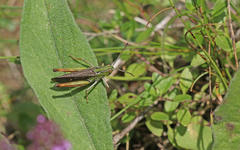 Stenobothrus rubicundulus