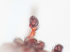 Scotophaeus scutulatus