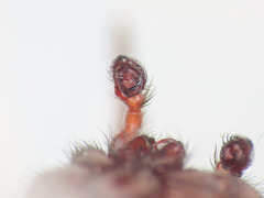 Scotophaeus scutulatus