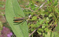 Stenobothrus rubicundulus