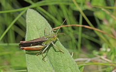 Stenobothrus rubicundulus