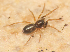 Phrurolithus
