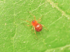 Ruborridion musivum