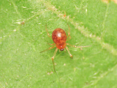 Ruborridion musivum