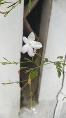 Jasminum grandiflorum