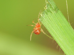 Ruborridion musivum