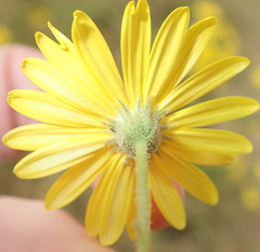 Osteospermum microcarpum