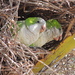 South American Monk Parakeet - Photo (c) Philip McErlean, some rights reserved (CC BY-ND)