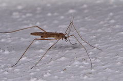 Amphineurus insulsus