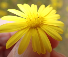 Osteospermum microcarpum