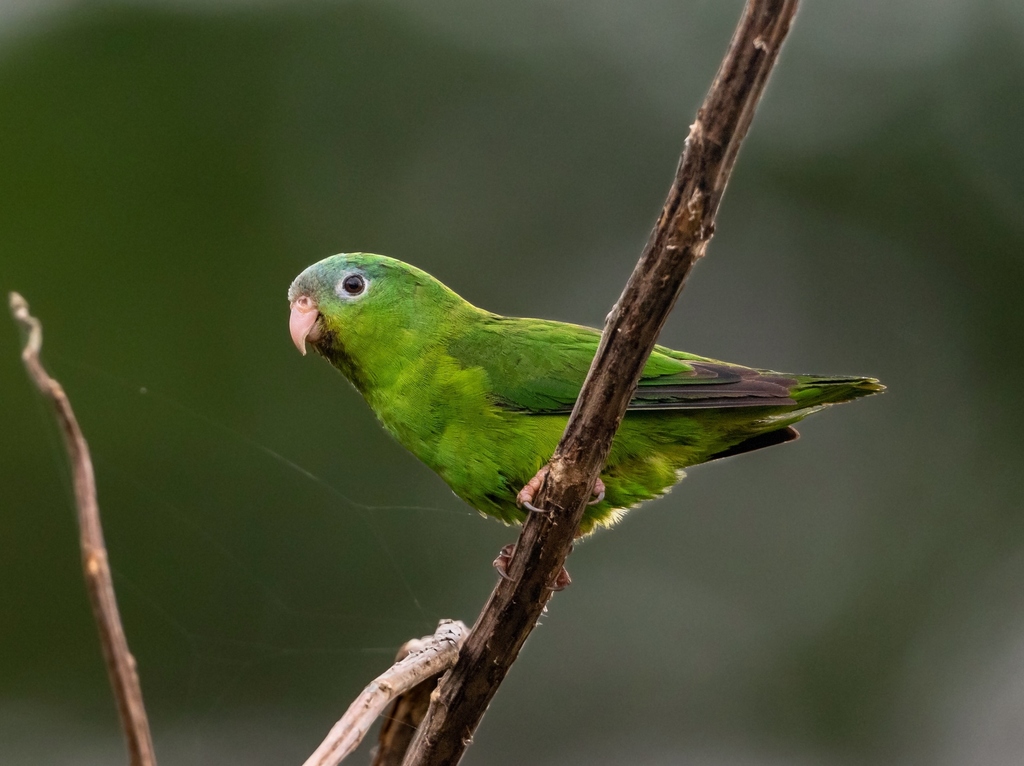 Amazonian Parrotlet photo