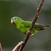 Amazonian Parrotlet - Photo (c) Hector Bottai, some rights reserved (CC BY-SA)