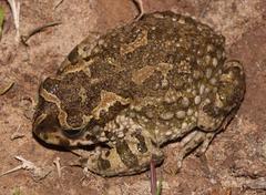 Karoo Toad photo 2