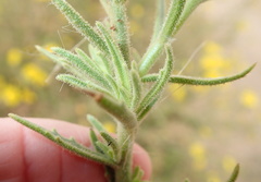 Osteospermum microcarpum