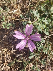 Malva sylvestris