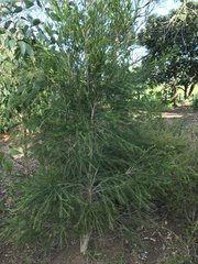 Melaleuca armillaris