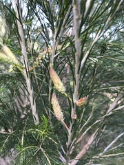 Melaleuca armillaris
