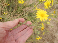 Osteospermum microcarpum