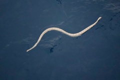 Hydrophis ocellatus