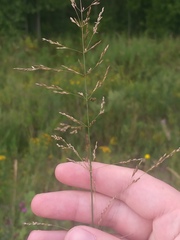 Fowl Bluegrass (Poa palustris)