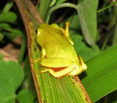 Hyperolius tuberilinguis