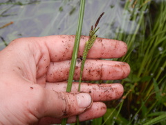 Carex appendiculata